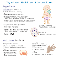 Image result for Rubella