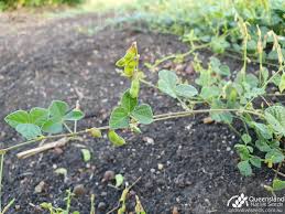 Image result for Rhynchosia