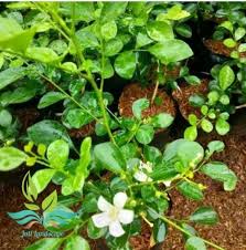 Check spelling or type a new query. Jual Tanaman Hias Bunga Kemuning Wangi Pohon Kemuning Tanaman Hias Bunga Kemuning Taneman Herbal Bibit Taneman Terbaru Juli 2021 Blibli