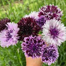 Bachelor S Buttons Classic Magic Deep Harvest Farm In 2021 Bachelor Buttons Harvest Farm Harvest