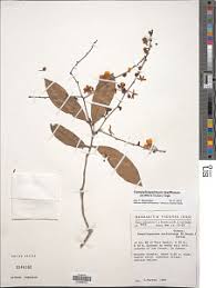 Image result for Rhabdophyllum welwitschii