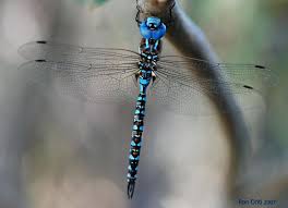 Black And Yellow Dragonfly California Landscape Blue Dragonfly Dragonfly Damselfly
