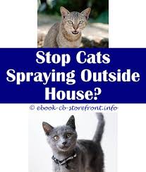 14 Uplifting Do Cat Stop Spraying