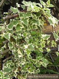 Image result for Senecio tamoides