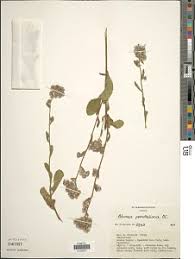 Image result for Cheilanthes schimperi