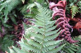 Image result for Dryopteris
