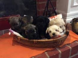 Check spelling or type a new query. Akc Havanese Low Shed Hypoallergenic Loving Soft Pups One Sold For Sale In Garland Texas Classified Americanlisted Com