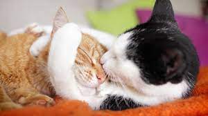 Guide To Cat Mating And Reproduction