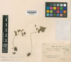 Image result for Isopyrum nipponicum