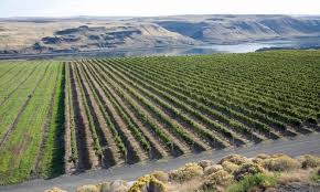 You'll find out why in our video profile of cascade cliffs vineyard & winery. Visit Washington State Vineyards Alltrips