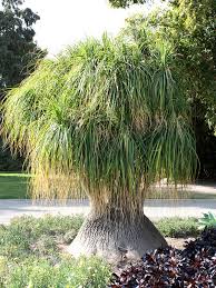 Ponytails palms are commonly used in recreational areas or home gardens for ornamental purposes. Lg Ponytail Palm Tree Beaucarnea Recurvata Urban Tropicals