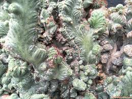 Check spelling or type a new query. Cameron Highlands Syurga Pecinta Cactus