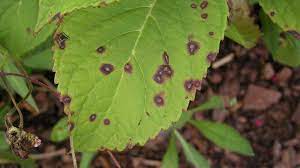 My experience with the hydrangea bush. Now Is The Time To Watch For Fungal Disease In Hydrangeas Greenhouse Grower
