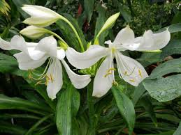 Image result for Crinum moorei