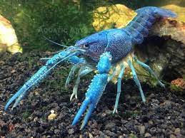 Electric Blue Crayfish Care Guide Freshwater Lobster Fish Tank Crayfish