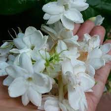 Salah satu tanaman bunga yang kerap ditanam di rumah adalah melati putih, yang memiliki nama latin ada jenis tanaman melati yang kerdil, sehingga dapat dijadikan tanaman hias di dalam ruangan. Gambar Bunga Melati Putih Gambar Ngetrend Dan Viral