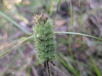 Image result for Cantinoa americana