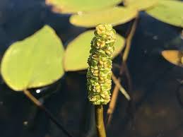 Image result for Potamogeton