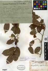 Image result for Chrysophyllum gorungosanum