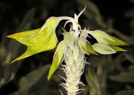 Image result for Crotalaria torrei