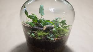 How to make an eternal terrarium in a light bulb. Making A Bottle Terrarium Closed Terrarium Basics Youtube