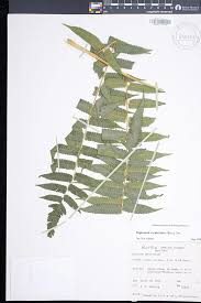 Image result for Diplazium humbertii