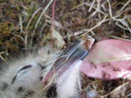 What Should You Do About Ants in Birds' Nests?