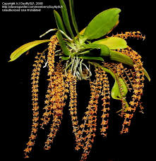 Image result for Chamaeangis