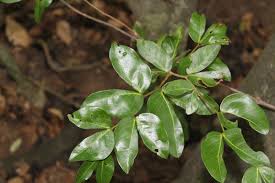 Image result for Hymenaea courbaril