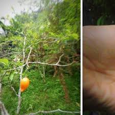 Image result for Tabernanthe