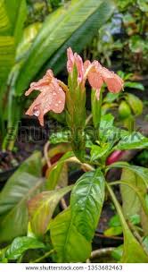 Image result for Crossandra nilotica