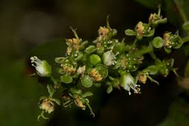 Image result for Allophylus chaunostachys