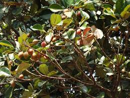 Image result for Manilkara kauki