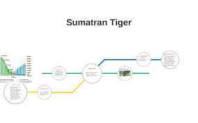 Sumatran Tiger By Isaac Salvador On Prezi