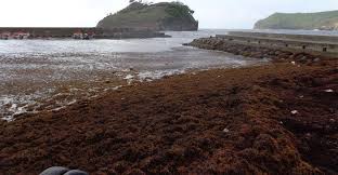 Communities Innovate To Address Sargassum Seaweed On Coasts Of Saint Lucia  | Gef