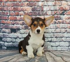 Potty trained, registration papers, veterinarian examination, health certificate, health guarantee, pedigree, travel crate. Welsh Corgi Puppies For Sale San Antonio Tx 275988