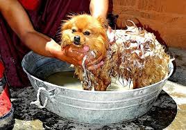 If you nevertheless decide to switch to washing your hair with baby shampoos, then the following information will not be superfluous, in it i will dwell in more detail on the criteria for choosing this remedy. 10 Best Dog Soaps To Wash Your Pet Bubbles Pet Spa