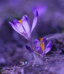 By Dariusz Bibik Violet Flower Love Flowers All Things Purple