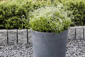 Diamond frost is like your friend who gets along with everyone she meets—it combines easily with many kinds of plants, weaving its wiry stems in and out, poking its single, airy white flowers throughout the. Euphorbia Diamond Frost Online Kaufen Bei Olerum