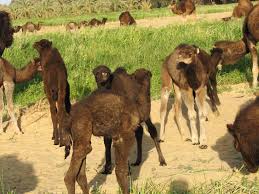 By the time a fawn is weaned, it has gained an incredible amount of weight. Camel Pictures And Facts Arabian Camels Page 7