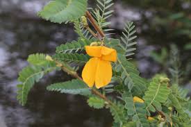 Image result for Aeschynomene elaphroxylon