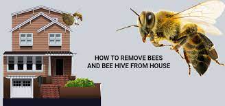To any solution you need to. How To Get Rid Of Bees Or Bee Hive From Home Get Pest Control