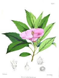 Image result for Hibiscus panduriformis