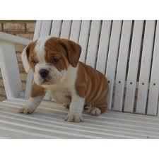 Pricing on pups will be available once they are. Puppies For Sale Beabulls Beagle English Bulldog Designer Mix In Sugarcreek Ohio English Bulldog Breeders English Bulldog Puppies English Bulldog