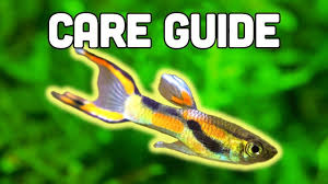 This plant is known to be a hardy one which is why a lot of beginner aquarists go for it. Endler S Livebearer Care Guide Easiest Livebearer For Beginners Youtube Aquascape Fishing For Beginners Pet Fish
