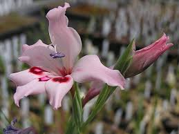Image result for Gladiolus magnificus