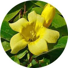 Please find below an extensive list of flower names, firstly by common name and then their botanical equivalent. 33 Types Of Yellow Flowers Proflowers Blog