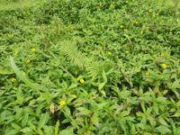 Image result for Cyclosorus striatus