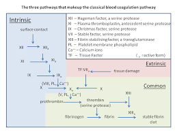 The coagulation cascade is easily forgotten. Interpreting A Coagulation Screen Geeky Medics