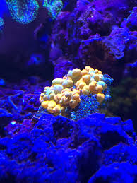 Amazon's choice customers shopped amazon's. New Bounce Mushroom Reeftank